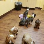 Randolph Regional Veterinary Hospital