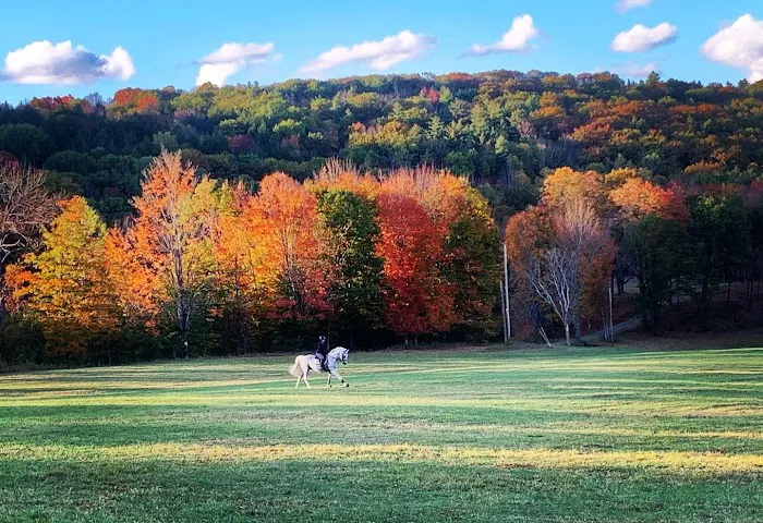 Fieldstone Equine Clinic Picture 2