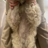 River Road Veterinary Clinic ico