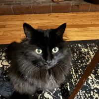 Lyme Veterinary Hospital ico