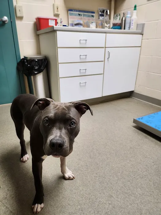 Middlebury Animal Hospital Picture 2