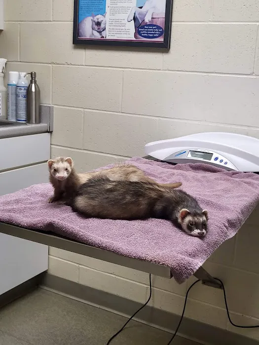 Middlebury Animal Hospital Picture 3