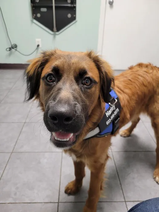 VCA Riverside Veterinary Hospital Picture 8
