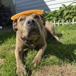 Apple Tree Animal Hospital