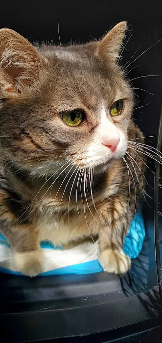 Apple Tree Animal Hospital Picture 8