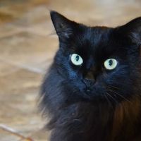 LAVender Veterinary Services ico