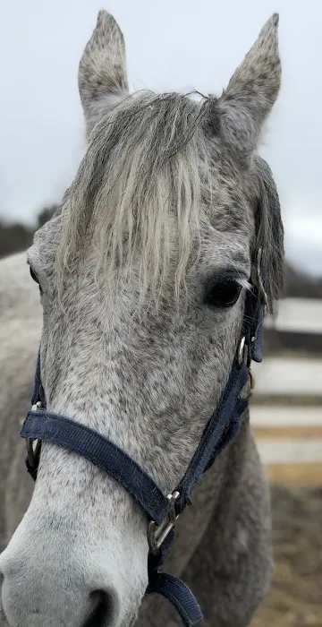 LAVender Veterinary Services Picture 9