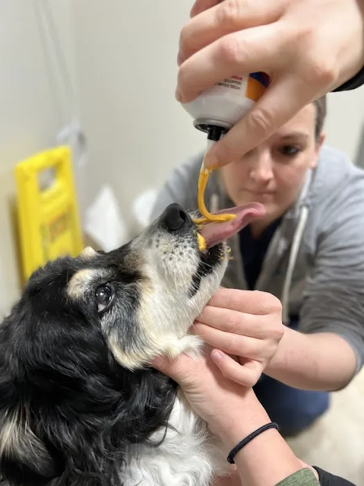 Hopkinton Animal Hospital Picture 1