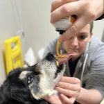 Hopkinton Animal Hospital
