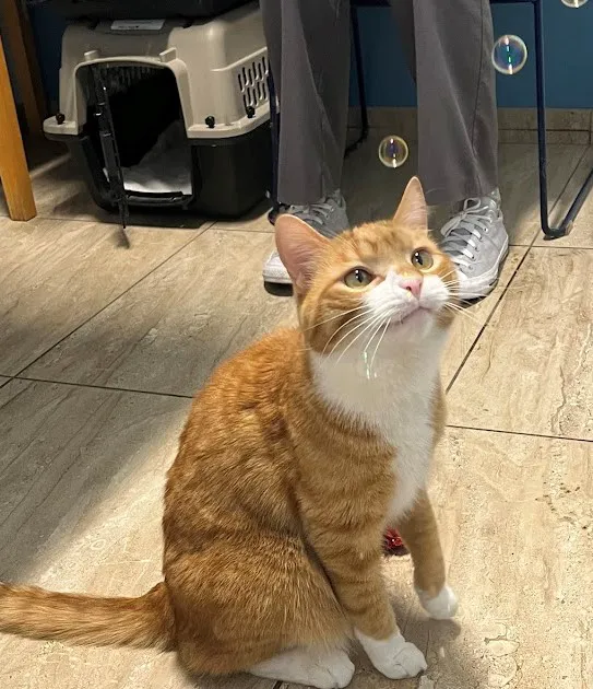 Weare Animal Hospital Picture 1