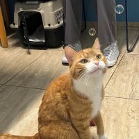Weare Animal Hospital ico