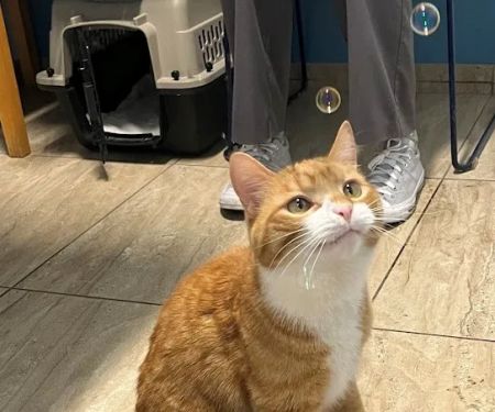 Weare Animal Hospital