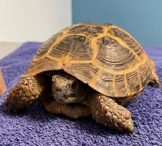 Weare Animal Hospital Picture 8