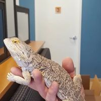 Exotic & Bird Clinic of New England ico