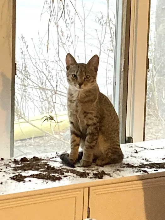 Great Brook Veterinary Clinic Picture 5