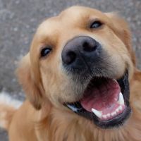 Great Brook Veterinary Clinic ico