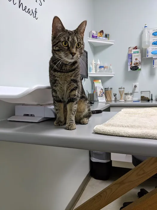 Fisherville Animal Hospital Picture 6