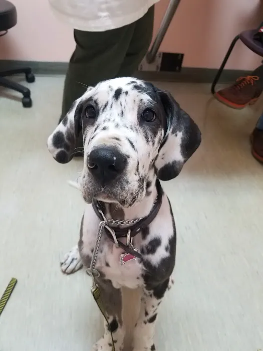 Fisherville Animal Hospital Picture 9