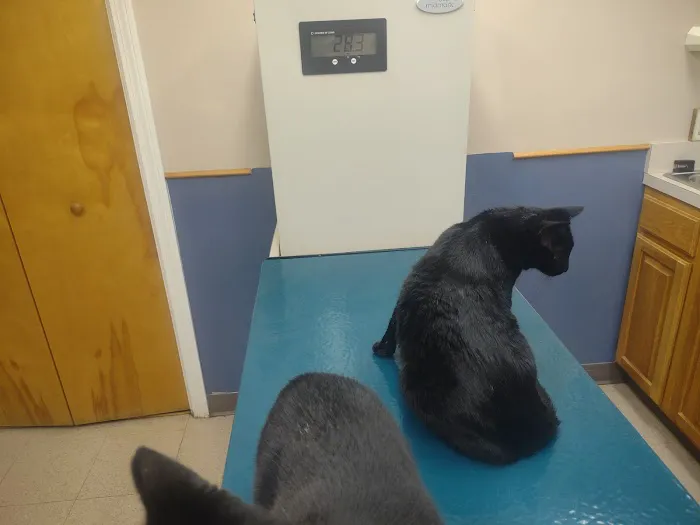 Silver Lake Veterinary Clinic Picture 3