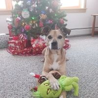 Lake Side Animal Hospital-Tilton ico