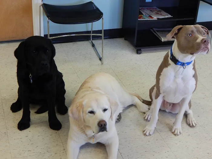 Lake Side Animal Hospital-Tilton Picture 10