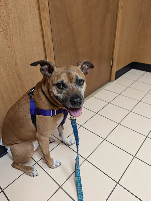 VCA Russell Animal Hospital Picture 4