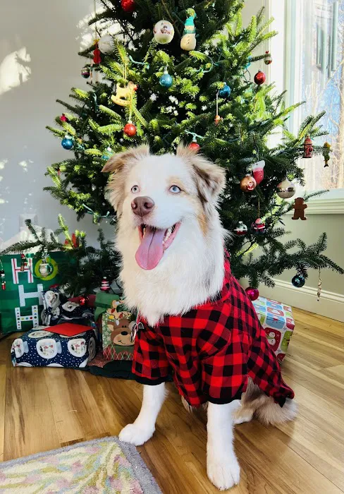 VCA Russell Animal Hospital Picture 6