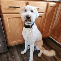 Cilley Veterinary Clinic ico