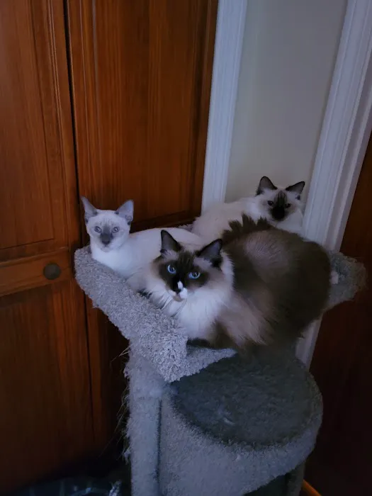 Meezerpaws Cattery Picture 6