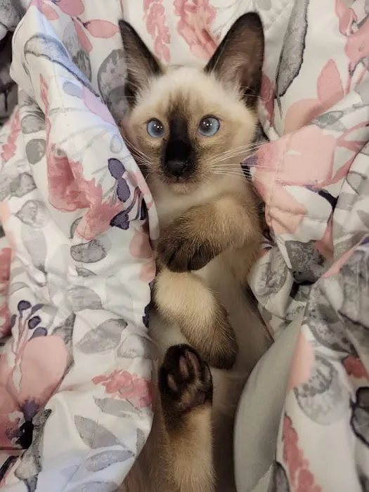 Meezerpaws Cattery Picture 8