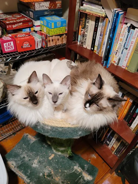 Meezerpaws Cattery Picture 9