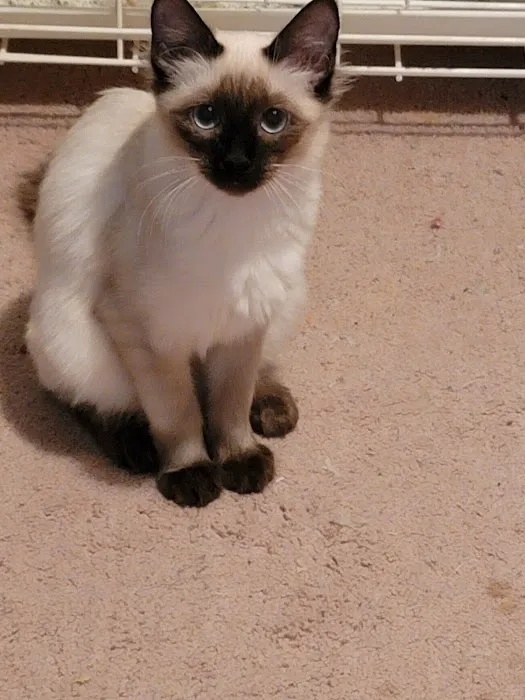 Meezerpaws Cattery Picture 5