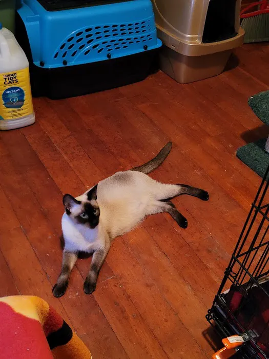 Meezerpaws Cattery Picture 4