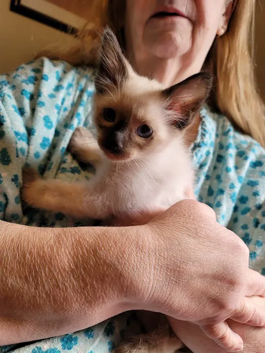 Meezerpaws Cattery Picture 1