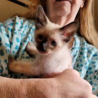 Meezerpaws Cattery ico