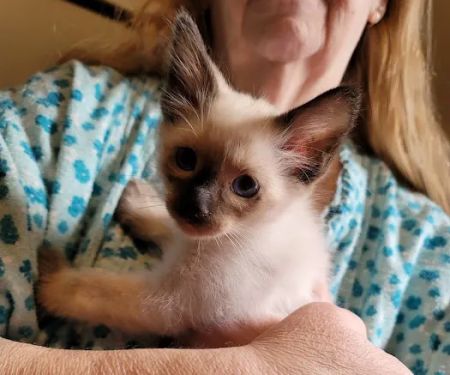 Meezerpaws Cattery