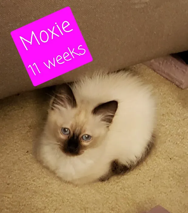 Meezerpaws Cattery Picture 10