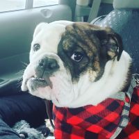 Cumberland Animal Hospital ico