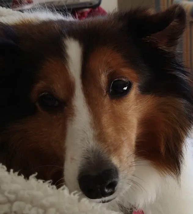 Cumberland Animal Hospital Picture 8