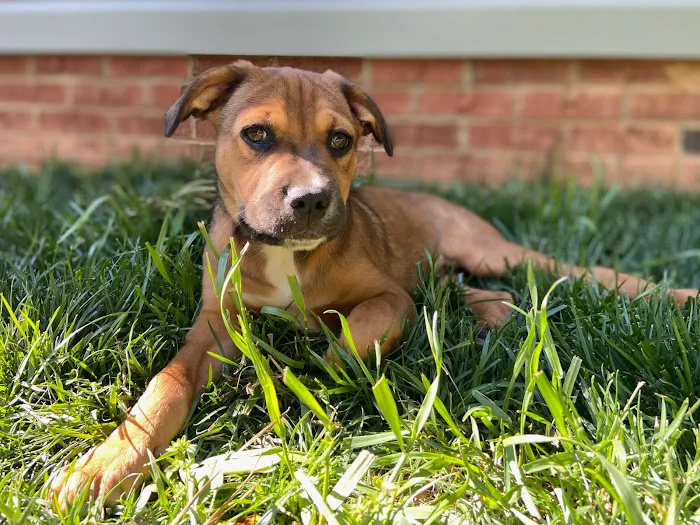 Abbott Valley Veterinary Center Picture 3