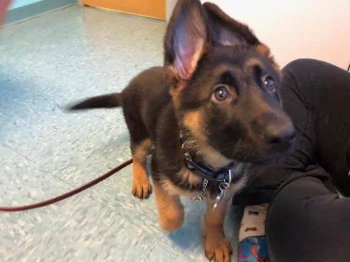 Millis Animal Hospital Picture 9