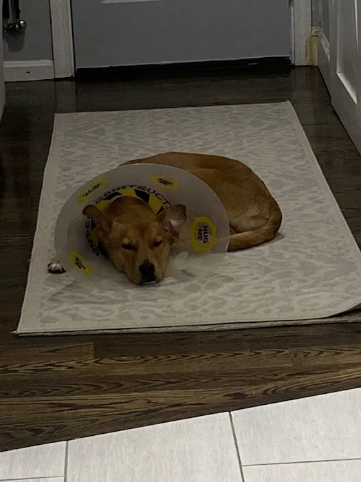 Millis Animal Hospital Picture 3