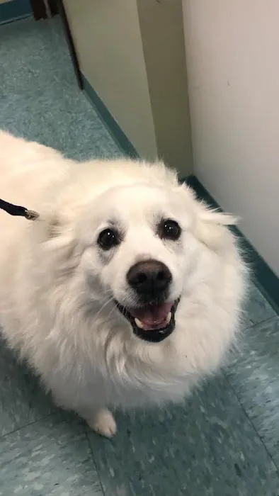 Millis Animal Hospital Picture 4