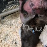 Equine Therapies