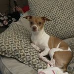 Family Pet Hospital