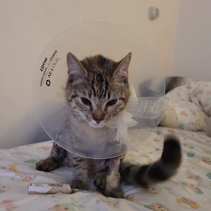 Family Pet Hospital Picture 6