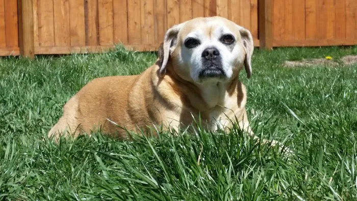 NorthPaws Veterinary Center Picture 8