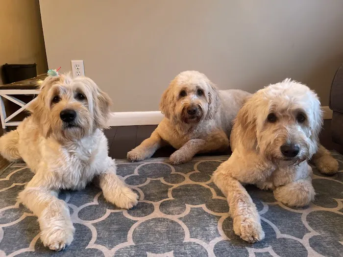 NorthPaws Veterinary Center Picture 4