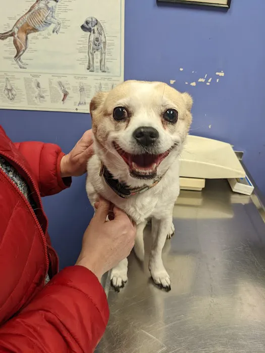 Countryside Veterinary Clinic: Olson Meredith DVM Picture 2
