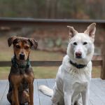 Countryside Veterinary Clinic: Dr. R.L. Massucco, Jr.